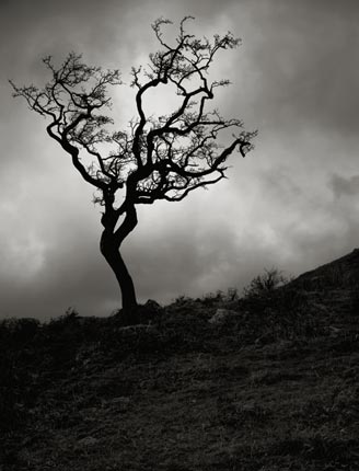 withered-tree
